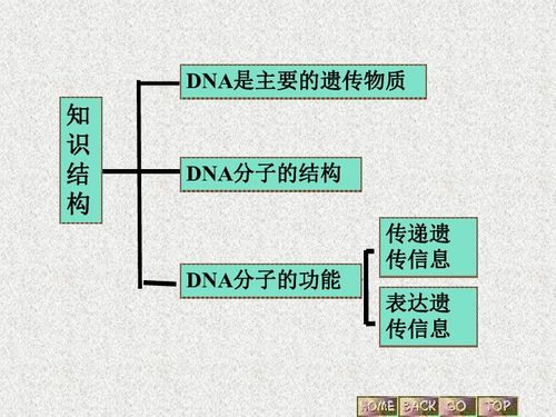 遗传与基因工程下载 生物 