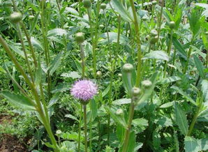 该挖野菜了什么意思(挖野菜对不对)