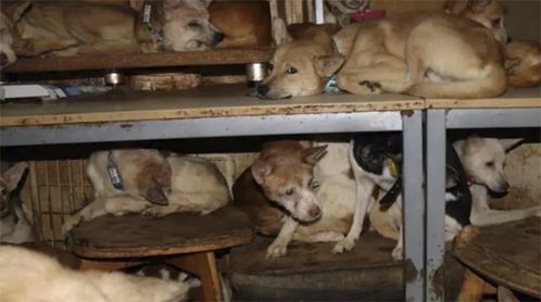 164只狗和一家三口挤在日本一间30平米小屋内