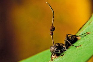 僵尸蚂蚁是什么东西
