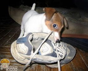 狗狗为什么喜欢叼鞋咬鞋,爱狗的你真的了解它吗