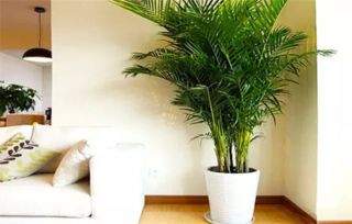 你知道哪些植物可以净化空气 新房旧房都可以放 成都家和装饰 