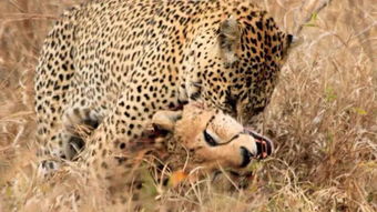 猎豹是速度最快的动物,为何还会被花豹捕杀,这一缺陷非常致命