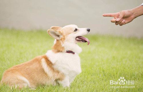 如何训练柯基犬大小便 