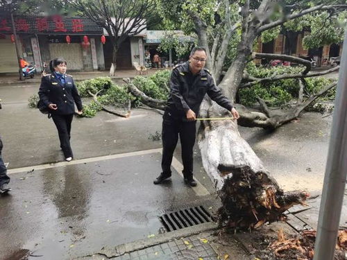 大风袭击 25年树龄小叶榕被刮倒