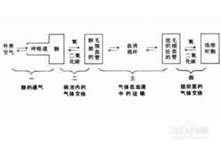 初中生怎样学好生物学