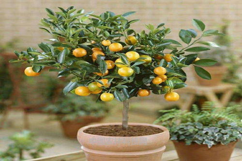 盆栽橘子的种植方法,让你足不出户就能吃到酸甜可口的新鲜橘子