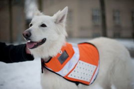 应急救援信息犬外套让狗传话 灾区很需要新华网新疆频道 