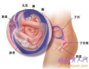 两个月的胎儿能打掉吗，怀孕2个月到3个月有什么变化