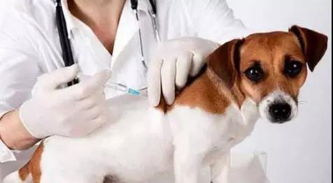 狗狗感染了细小该怎样治疗和预防