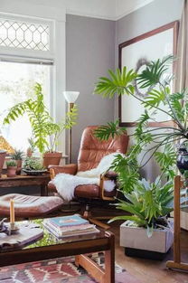 哪些植物最适合在居室中摆放