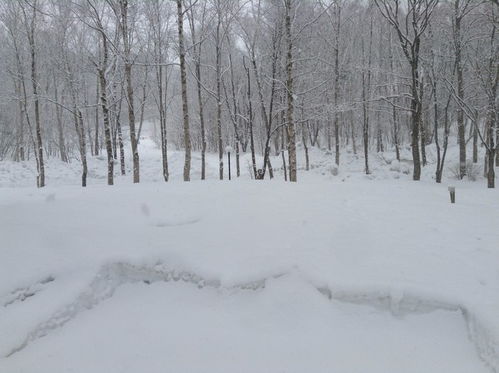 大雪纷飞的北海道