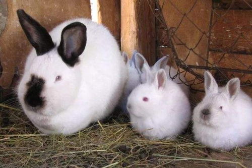 瑞金比利时兔养殖技术咨询肉兔价格