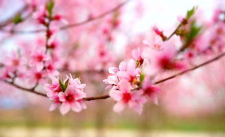 2019年财运高涨,桃花盛开,3生肖财喜两旺,日子甜 贵人 