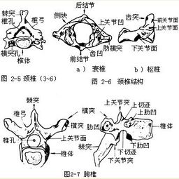 牛身体的各个部位名称 搜狗图片搜索