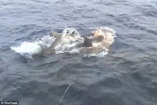 澳渔民捕鱼回家遭到虎鲨野蛮抢食 组图