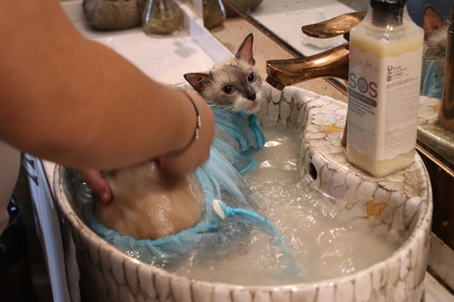 猫咪洗澡使用洗猫袋视频拍摄 制作