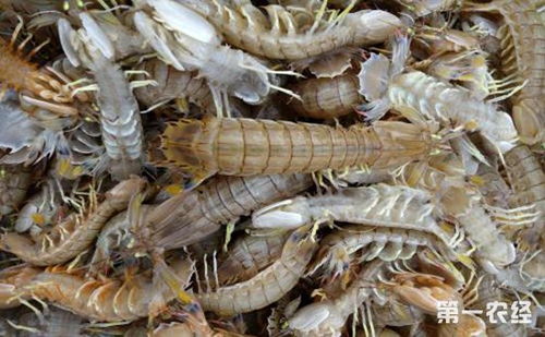提高皮皮虾产量的养殖技术要点,如何辨别野生皮皮虾和养殖的