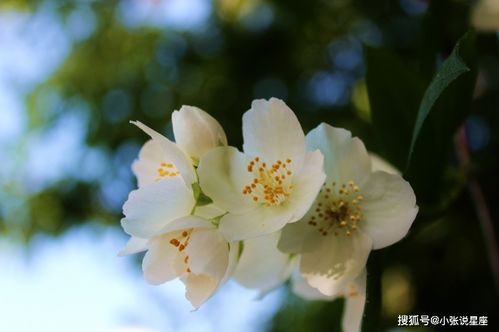 10月下旬,爱情来 邂逅真爱,三生三世,只为等你的四大星座 感情 