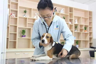搜狐公众平台 狗狗如何办免疫证明 官方流程来了 附16区免疫点 