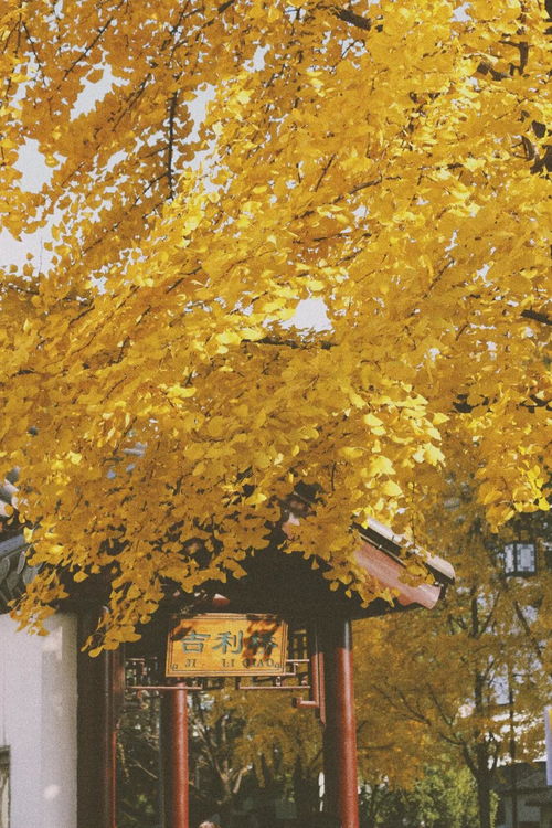 秋天是苏州最美的季节 枫叶红 银杏黄 桂花开