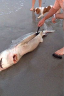 男子划开难产致死母鲨肚子救出3条幼鲨 