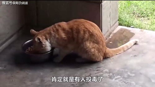 小区消杀流浪猫会受影响吗