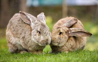 兔子吃青菜拉稀怎么办,兔子可以吃芹菜叶子吗