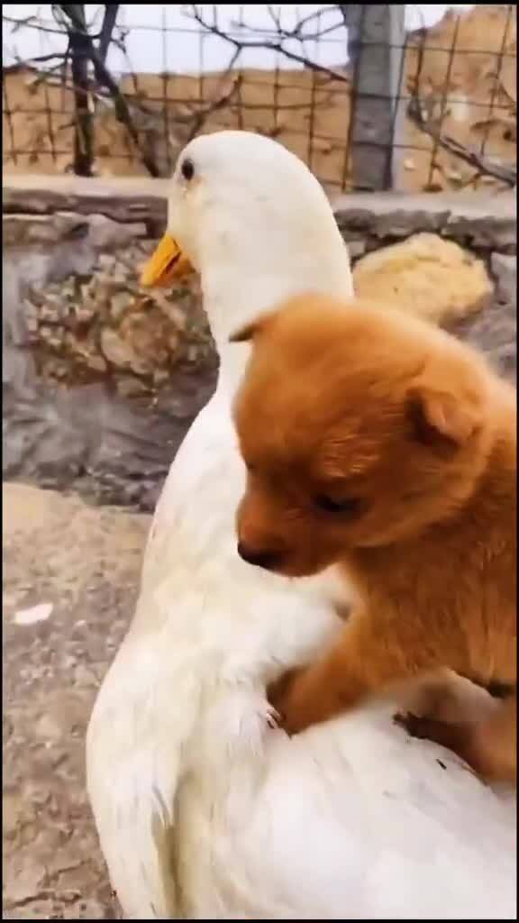 这是小狗狗和鸭子的爱情故事吗 