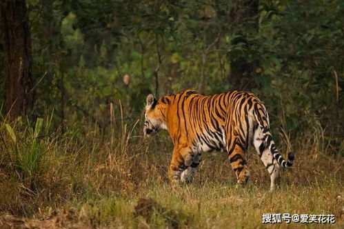 12月28号后,生肖虎家里有人员调动,未来4天 鸡犬不宁