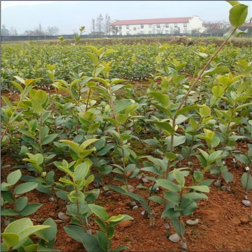 油茶树苗批发基地（油茶树苗哪里有卖）