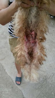 狗皮肤上面有红色的溃烂 越来越严重 