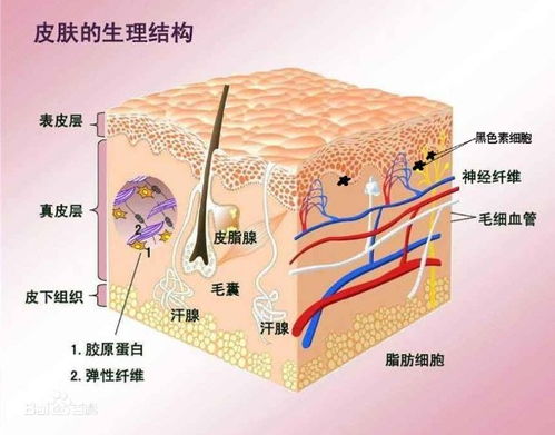 黑色素是皮肤的天敌 其实它是皮肤的忠诚卫士