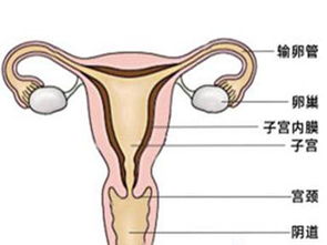 子宫内膜厚的治疗 子宫内膜厚的治疗方法 怎样治疗子宫内膜厚 