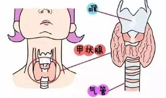 每个被 甲状腺结节 吓过的人该知道