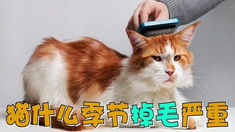 猫咪得了猫藓会自愈吗