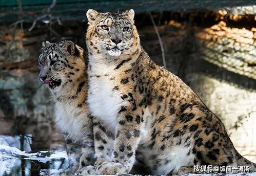 5种名字带 豹 的猫科动物战力排行 雪豹仅第3,第1常秒杀鳄鱼
