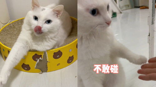 猫脚瘸了多久能恢复（猫咪脚部损伤的治疗方法和恢复时间）