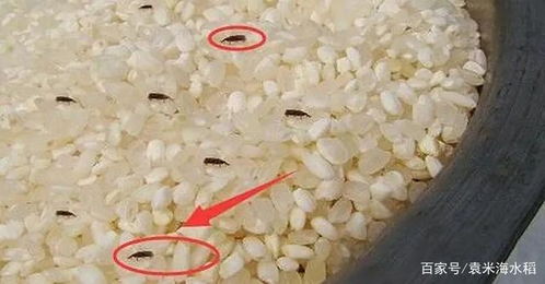 夏天,你家的大米还不知道怎么贮存吗 到底能不能放在冰箱里呢