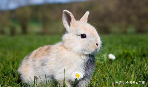 心理测试 那只兔子你一就眼喜欢的 测测你对感情的要求有多大