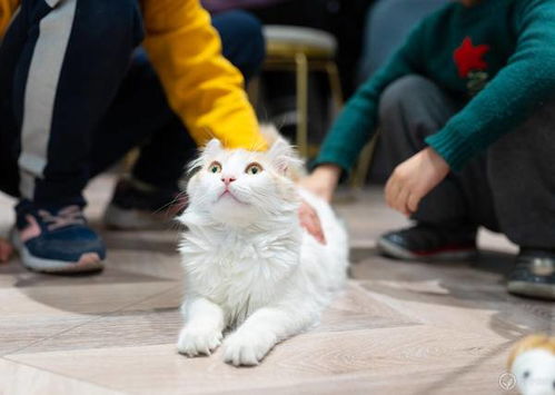 尾巴探店 北京撸猫圣地 猫小院猫主题咖啡馆