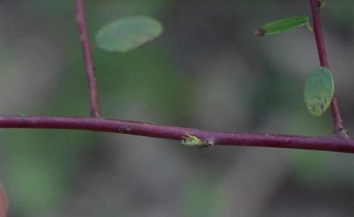 这种草叶植物被人们称为 老鼠耳 ,它的果实是小孩都爱吃的食物