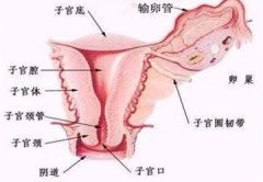 萧山不孕不育子宫肌瘤微创手术