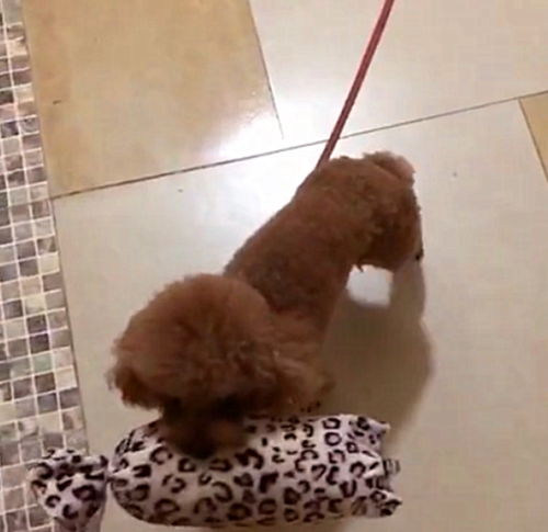 给泰迪买了一个花枕头,出门遛弯总叼着,故意在其它狗子面前炫耀