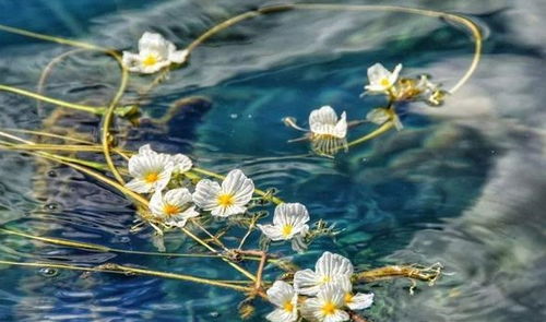人间仙境泸沽湖 6月到8月 水性杨花 盛开,花瓣像是冰雪捏成