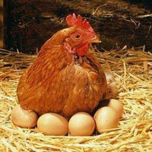 【延长产蛋周期,提高产蛋量就用达龙蛋利多蛋禽,提升产蛋率】- 黄页88网