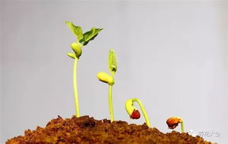 花籽怎么播种才能出芽快,住过的花籽怎么会发芽呢？