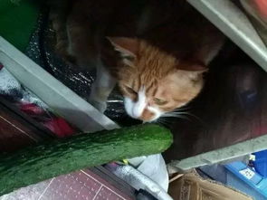 猫为啥会怕黄瓜 真实的原因是..