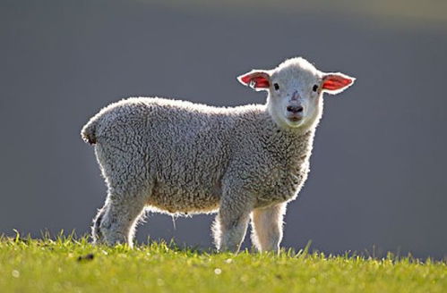 2021年 羊羊羊 ,别离开2个人,他们才是你明年的 活财神