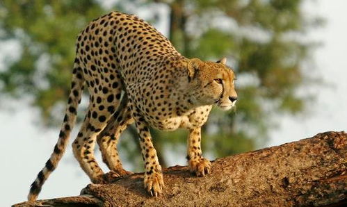 猎豹明明在动物界跑的最快,却为何被称 猫科之耻 看完太心酸
